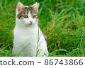 Cute cat enjoying nature 86743866