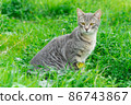 Cute cat enjoying nature 86743867