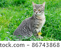 Cute cat enjoying nature 86743868
