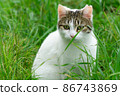Cute cat enjoying nature 86743869