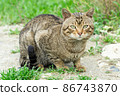 Cute cat enjoying nature 86743870