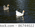 White and grey geese 86744022