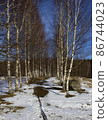 Birch alley in early spring 86744023