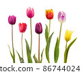 Seven different color  tulips 86744024