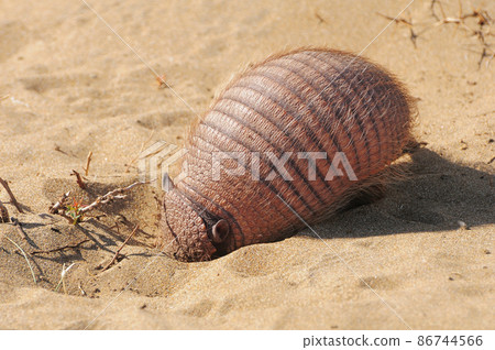 Armadillo digs the beach sand. Patagonia. Argentina. Armadillo digs the beach sand. Patagonia. Argentina. 86744566