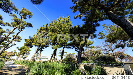 神奈川縣三浦市城之島的冬季水仙花，湘南三浦半島 86745448