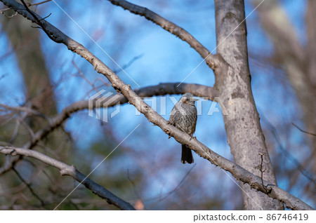 東京新宿區公園裡的野鳥 東京新宿區公園裡的野鳥 86746419