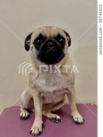 Pug Pug 86746828