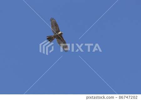 Creatures Wild birds Goshawks, young birds in February. It has a fearless look, but its wings are quite tattered. 86747202
