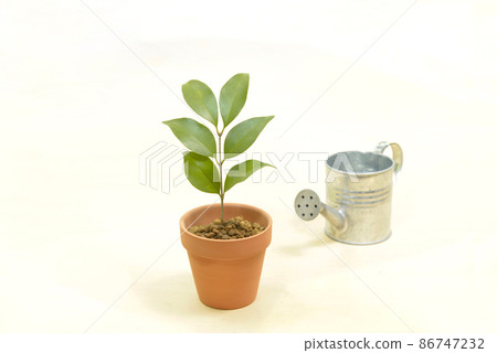 幼樹和花盆裡的噴壺 86747232