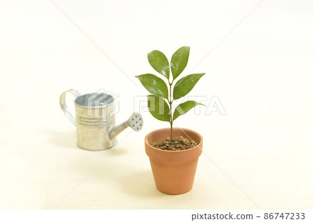 幼樹和花盆裡的噴壺 86747233