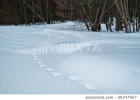 Footprints of animals disappearing into the forest [Nagano Prefecture] 86747467