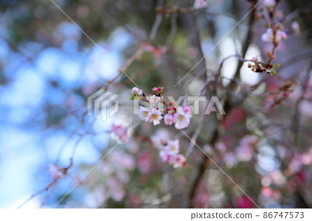 鮮花 鮮花 86747573