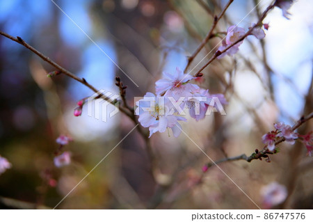 鮮花 86747576