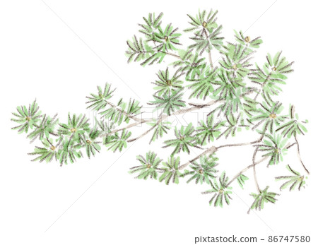 Watercolor illustration of evergreen conifers and pine branches 86747580