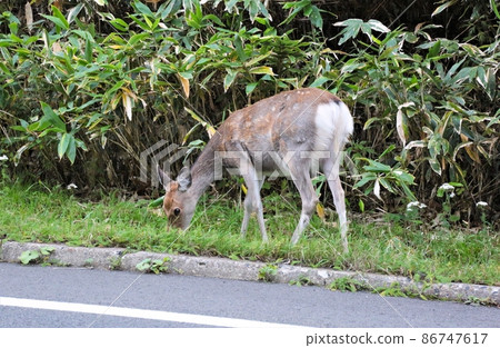 Ezo鹿 86747617