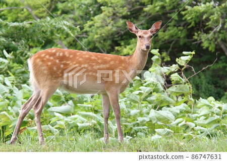 Ezo deer 86747631