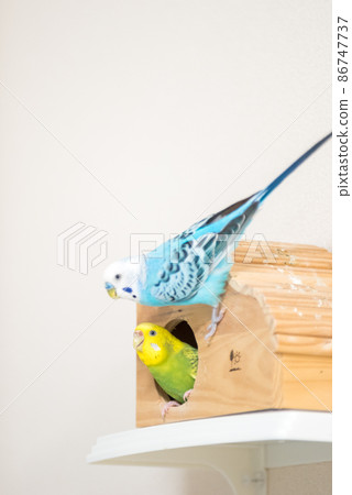[Pet] A couple of budgerigars who are close friends 86747737