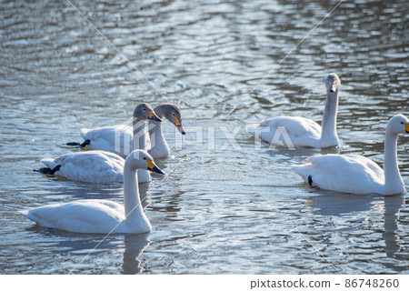 是苔原天鵝家族嗎？ Oppe River Swan 登陸地點 川島町 86748260