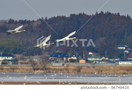 Frozen Izunuma family of whooper swans flying Frozen Izunuma family of whooper swans flying 86748428