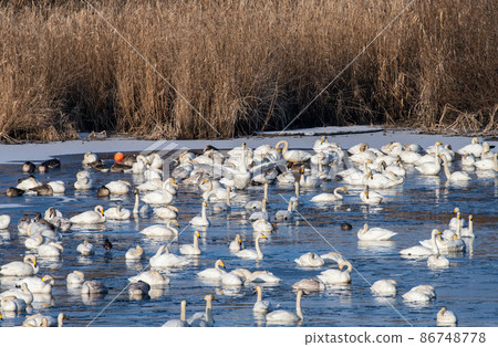 Frozen Izunuma swans and geese swarming on the open water surface Frozen Izunuma swans and geese swarming on the open water surface 86748778