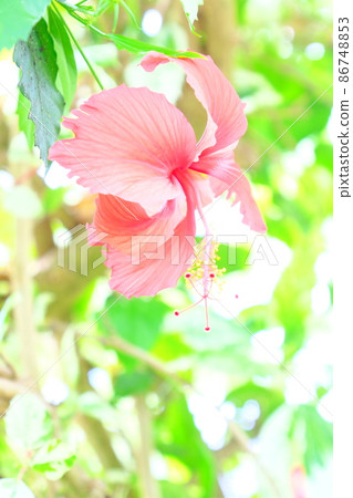 Hibiscus Hibiscus 86748853