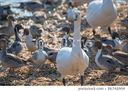 A flock of tundra swan and pintail, Oppe River, swan landing site, Kawajima Town 86748904