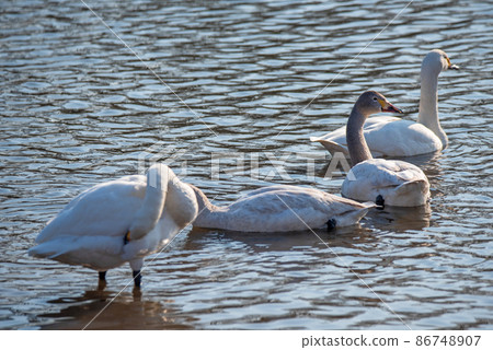 Is it a tundra swan family? Oppe River Swan landing site Kawajima Town Is it a tundra swan family? Oppe River Swan landing site Kawajima Town 86748907
