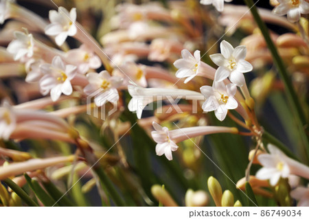 Pink kirtansus flowers that bloomed in early spring 86749034