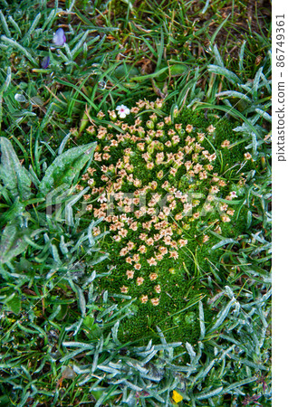 Androsace cernuifl Androsace cernuifl 86749361