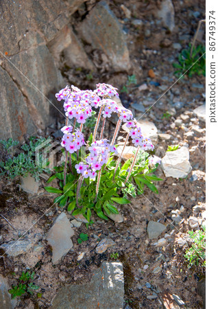 Androsace mariae,櫻草科,在中國青海省的一個山口開花 Androsace mariae,櫻草科,在中國青海省的一個山口開花 86749374