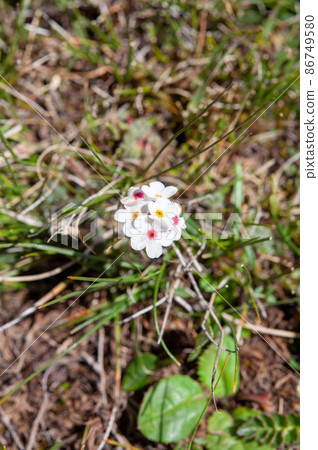 Androsace mariae,報春花科,在中國青海省馬祖閩關口開花 Androsace mariae,報春花科,在中國青海省馬祖閩關口開花 86749580
