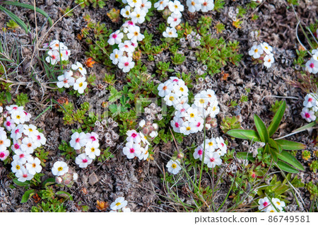 Androsace mariae, Primrose family, blooming at Mazumiun Pass, Qinghai Province, China Androsace mariae, Primrose family, blooming at Mazumiun Pass, Qinghai Province, China 86749581