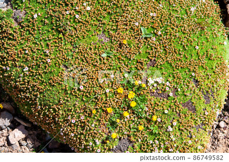Androsace cernuiflora, Primrose family, blooming at Bayan Kala Shanmai, Qinghai Province, China Androsace cernuiflora, Primrose family, blooming at Bayan Kala Shanmai, Qinghai Province, China 86749582