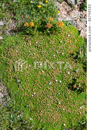 Androsace cernuiflora, Primrose family, blooming at Bayan Kala Shanmai, Qinghai Province, China Androsace cernuiflora, Primrose family, blooming at Bayan Kala Shanmai, Qinghai Province, China 86749583