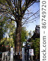 Shrine_Tree_Power Spot_1 86749720