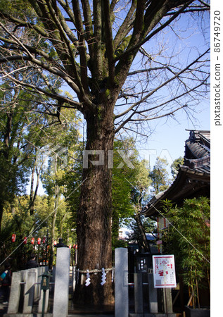 Shrine_Tree_Power Spot_1 Shrine_Tree_Power Spot_1 86749720