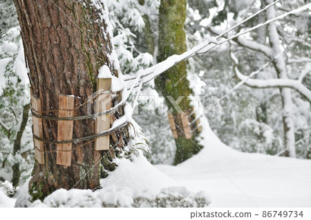 Wire that supports a big tree Wire that supports a big tree 86749734