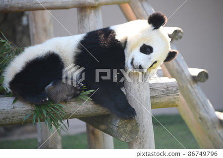 Baby panda 86749796