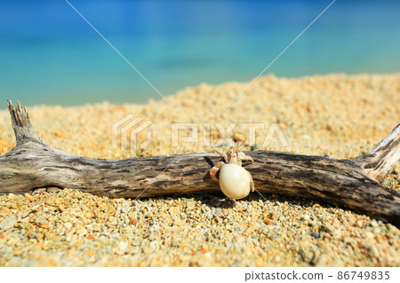 Okinawa's blue sea and cute hermit crab 86749835