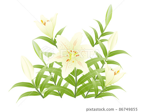 尤里，淡黃白色 86749855