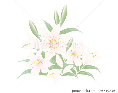 尤里，淡粉白色 86749856