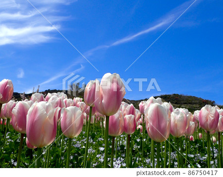 Akashi Kaikyo Park where the tulips bloom with a refreshing sky 86750417
