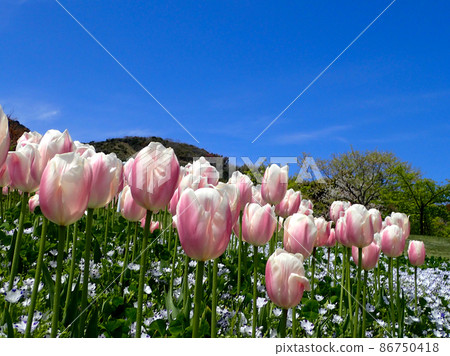 Akashi Kaikyo Park where tulips bloom 86750418