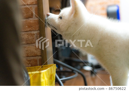 3個月大的白色秋田犬 86750622