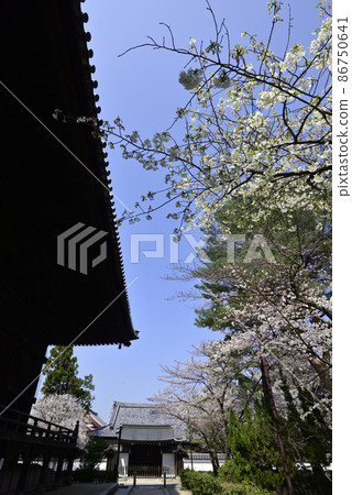 百萬便知音寺櫻 86750641