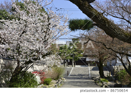 百萬便知音寺櫻 百萬便知音寺櫻 86750654