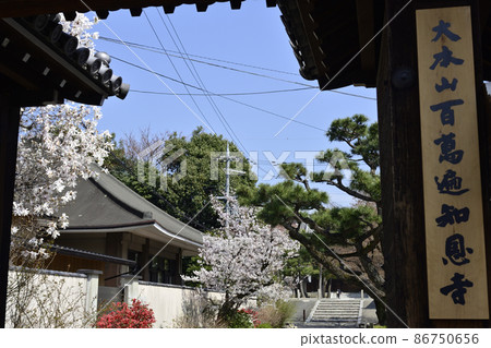 百萬便知音寺櫻 百萬便知音寺櫻 86750656