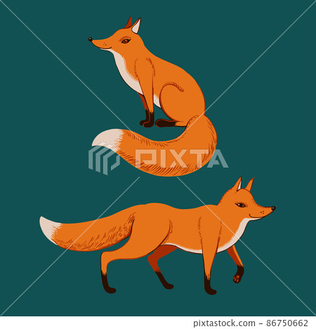 Cute sitting and standing red ginger fox Cute sitting and standing red ginger fox 86750662