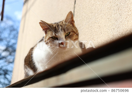 著名的訪客 著名的訪客 86750696